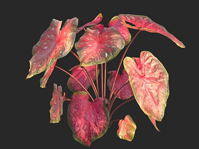 Vibrant Red Pink Green Tropical Foliage With Ornamental Leaves On Dark Background 3d model