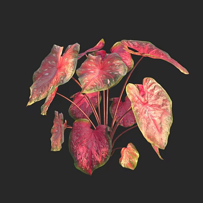 Vibrant Red Pink Green Tropical Foliage With Ornamental Leaves On Dark Background 3d model