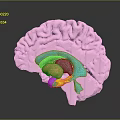 Commercial Equipment 3D Anatomical Brain Model with Colorful Sections for Educational