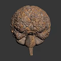 3D Brain Anatomical Model Medical Device for Neurosurgery Training and Education