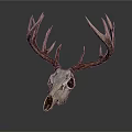 Deer Skull With Large Antlers And Detailed Bone Structure On White Background