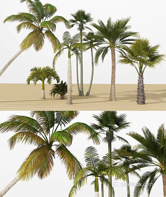 Different Types Of Palm Trees On Sandy Beach With Green Fronds And Trunks 3d model
