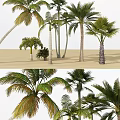 Different Types Of Palm Trees On Sandy Beach With Green Fronds And Trunks 3d model