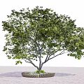 Lush Green Arbor Tree With Thick Trunk In Decorative Planter 3d model