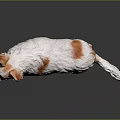White Chihuahua with Brown Spots in Standing Pose and Fluffy Fur on Dark Background
