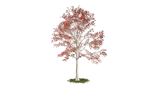 modern tree flowers plants 3d model