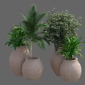 Elegant Bonsai Potted Plants in Clay Pots Featuring Various Green Plant Species