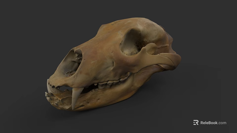 Animal Skull With Sharp Canine Teeth And Detailed Bone Structure 3d model