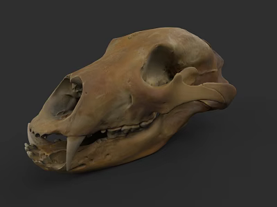 Animal Skull With Sharp Canine Teeth And Detailed Bone Structure 3d model