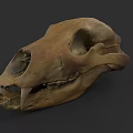 Animal Skull With Sharp Canine Teeth And Detailed Bone Structure 3d model