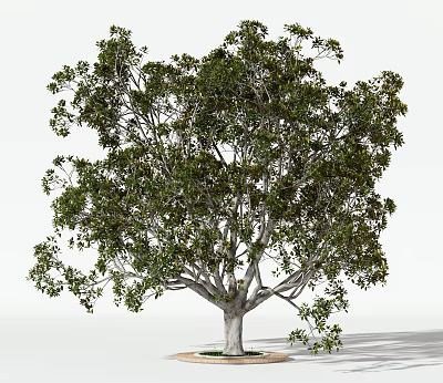 Tall Arbor With Full Canopy And Lush Green Leaves In Natural Setting 3d model