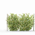 Lush Green Shrubs Arranged in Rows and Single Clumps with Wooden Support Stakes