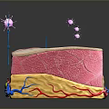 Detailed 3D Model of Human Skin Structure Showing Layers and Pink Particles
