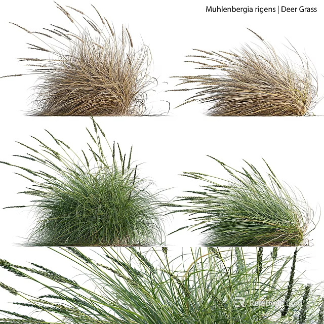 Various Natural Grass Plants With Green And Brown Textures For Garden Landscaping And Outdoor Decor 3d model 