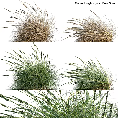 Various Natural Grass Plants With Green And Brown Textures For Garden Landscaping And Outdoor Decor 3d model