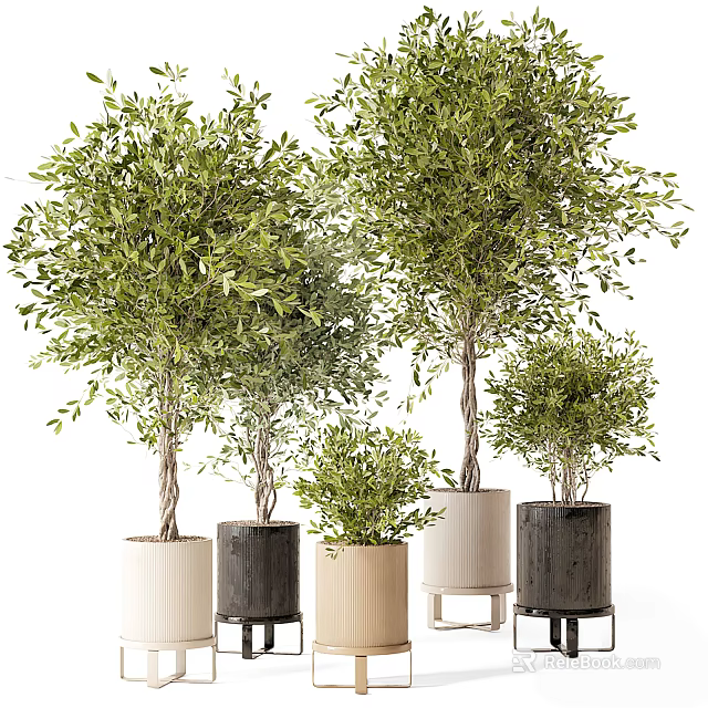 Olive Tree Bonsai Plants In Various Sizes With Different Colored Pots And Stands 3d model 