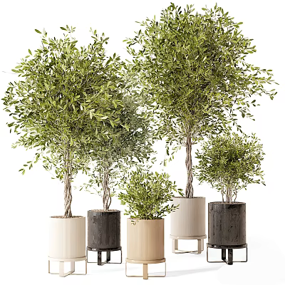 Olive Tree Bonsai Plants In Various Sizes With Different Colored Pots And Stands 3d model