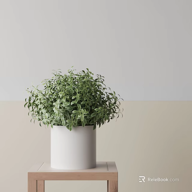 Lush Green Potted Bonsai Plant in White Cylindrical Pot Against Light Colored Wall Background 3d model 
