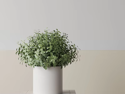 Lush Green Potted Bonsai Plant in White Cylindrical Pot Against Light Colored Wall Background 3d model