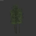 Natural Bamboo Plants With Green Leaves And Tall Stalks In Cluster