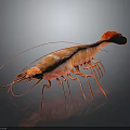 Vibrant Red Shrimp With Long Antennae White Stripes And Reflection On Dark Background
