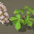 Blooming Vibrant Plant With Pink White Flowers And Fresh Green Leaves