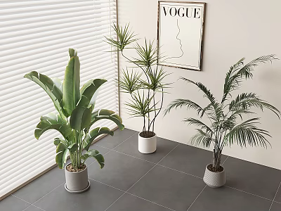 Indoor Bonsai Potted Plants With Modern Style And Various Green Leaves In White Pots 3d model