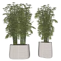 Bamboo Bonsai Potted Plants in Light Textured Pots with Lush Green Leaves