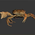 Realistic Orange Brown Crab With Large Claws On Dark Background And Reflection