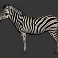 Zebra With Black And White Stripes Standing On Dark Background With Reflection 3d model