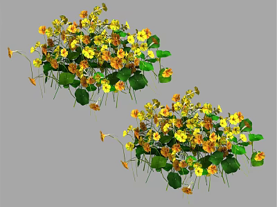 Vibrant Yellow and Orange Flower Clusters with Green Leaves in Bloom 3d model