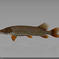Brown Spotted Pike Fish With Orange Fins And Tail On Gray Background With Reflection