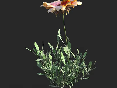 Lush Botanical Flower With Vibrant Orange And Pink Petals Green Leaves And Stem 3d model