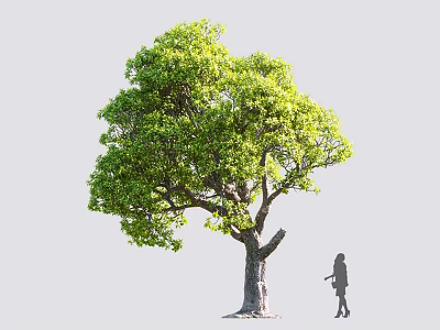 Tall Arbor With Lush Green Foliage And Thick Trunk Near Walking Girl Silhouette 3d model