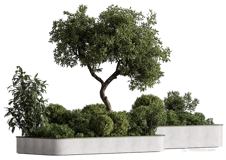 Olive Tree Bonsai Potted Plant In Rectangular Concrete Planter With Lush Green Leaves 3d model 