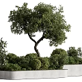 Olive Tree Bonsai Potted Plant In Rectangular Concrete Planter With Lush Green Leaves