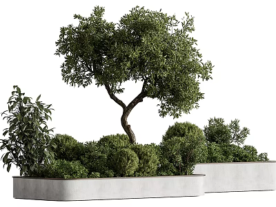 Olive Tree Bonsai Potted Plant In Rectangular Concrete Planter With Lush Green Leaves 3d model