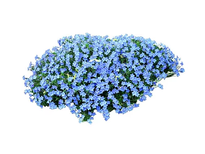 Blooming Garden Shrub With Vibrant Blue Flowers And Lush Foliage 3d model