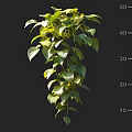 Elegant Bonsai Potted Plant With Lush Green Hanging Leaves And Trailing Vines