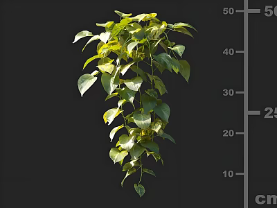 Elegant Bonsai Potted Plant With Lush Green Hanging Leaves And Trailing Vines 3d model