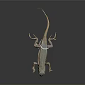 Lizard With Blue Brown Patterns And White Back Tag Against Gray Gradient Background
