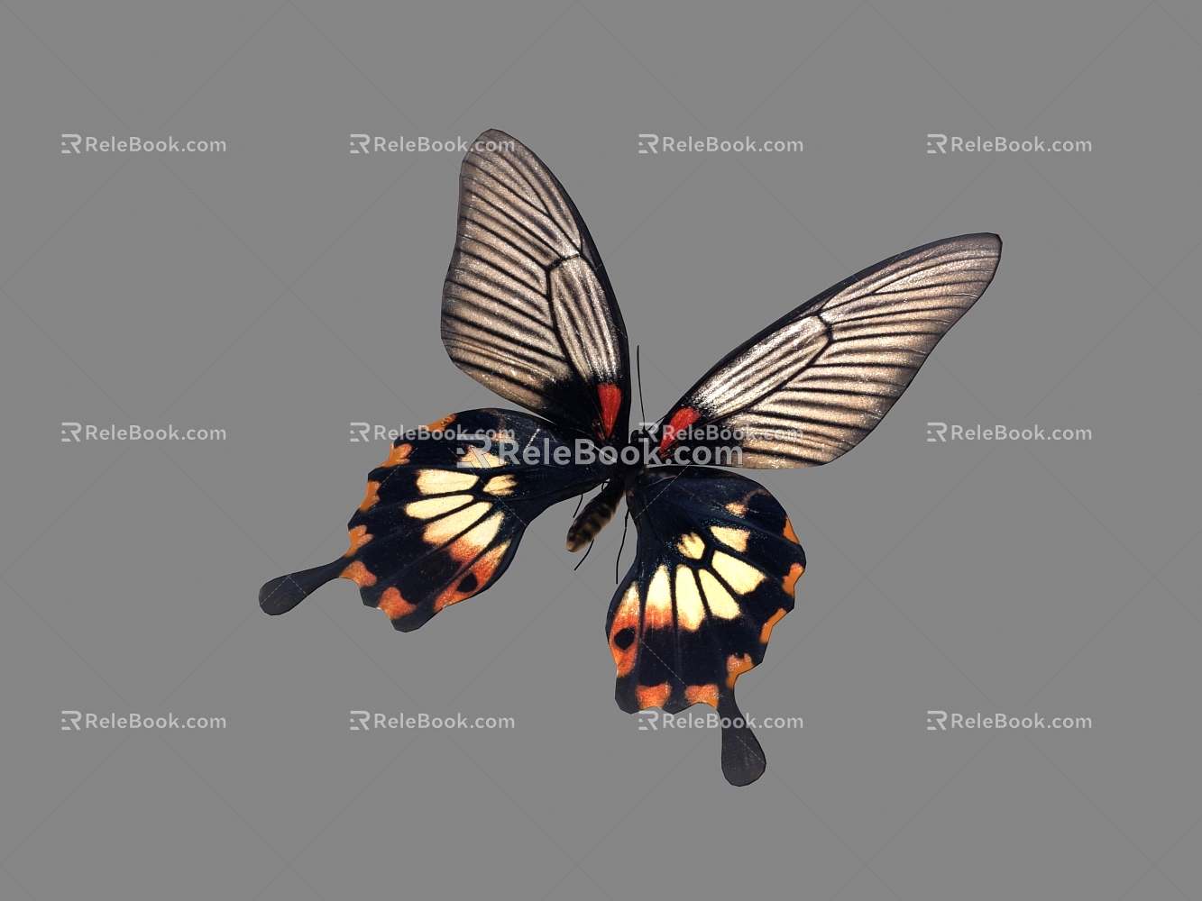 Modern Butterfly Butterfly Animation 3d model