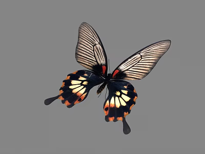 Vibrant Black Butterfly Flying With Red And Yellow Spots Transparent Wing Sections And Tail Projections 3d model