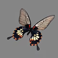 Vibrant Black Butterfly Flying With Red And Yellow Spots Transparent Wing Sections And Tail Projections