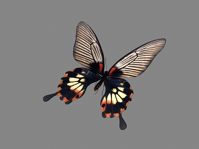 Modern Butterfly Animation 3d model