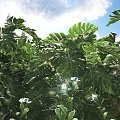 Bonsai Potted Plant with Lush Monstera Leaves White Flowers and Sunlight Shine