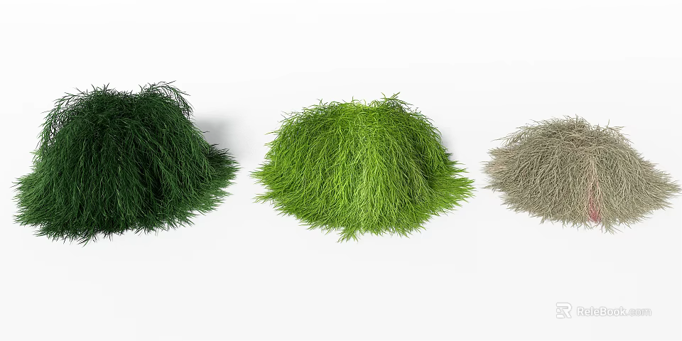 Three Clumps of Multi Colored Grass Dark Green Fresh Green and Light Beige on White Background 3d model 