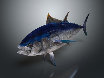 Modern Fish Northern Bluefin Tuna Green Gan Tuna Albacore Tuna Yellowfin Tuna 3d model