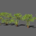 Cluster Of Green Leafy Plants With Slender Stems For Garden Landscaping