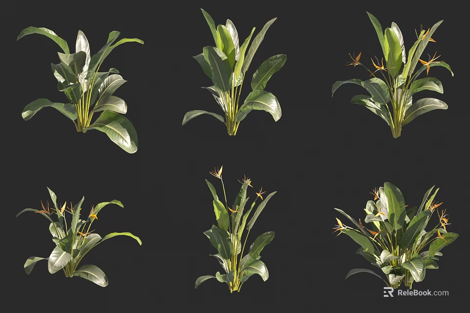 Different Types Of Green Plants Featuring Broad Leaves And Small Yellow Flowers 3d model 